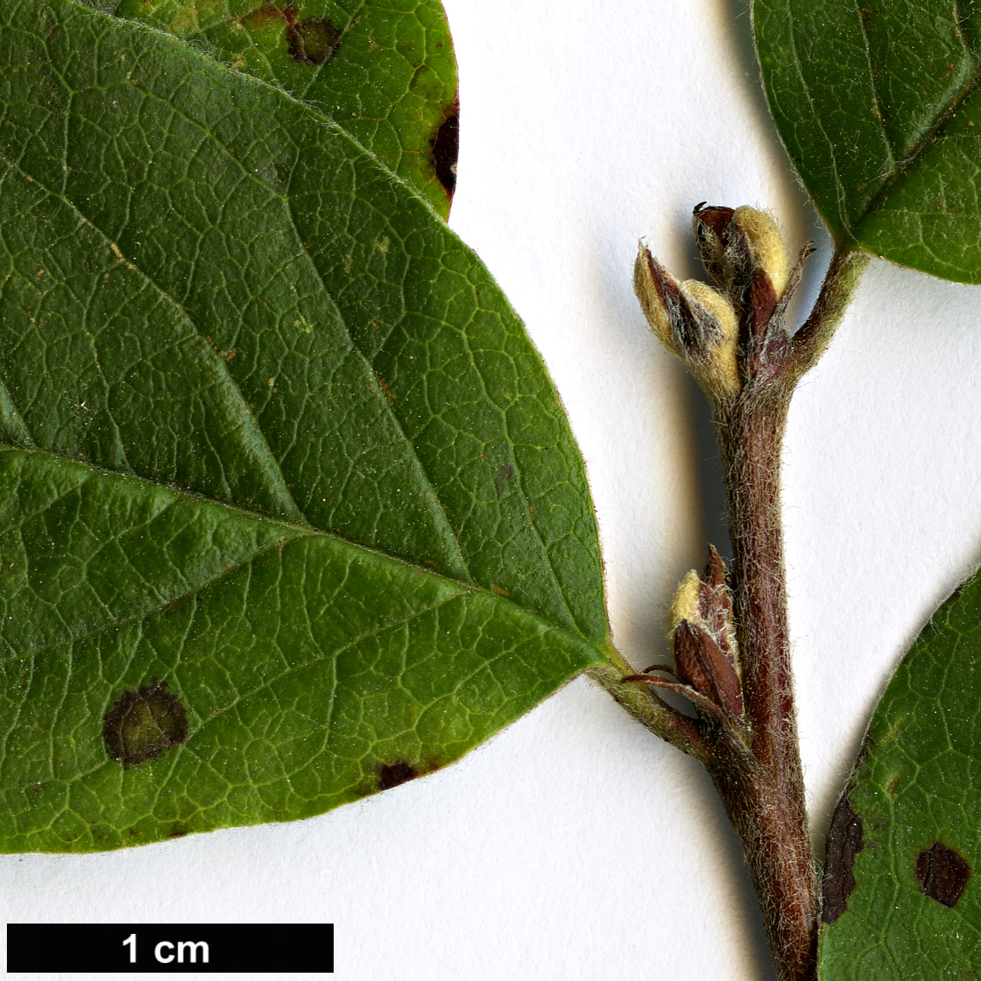 High resolution image: Family: Rosaceae - Genus: Cotoneaster - Taxon: matrensis